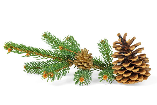Two pine cones with branch isolated on a white background