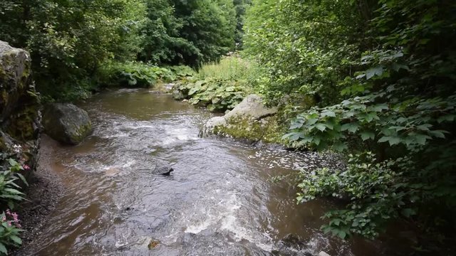 Steinach in der Steinachklamm bei Wildenstein