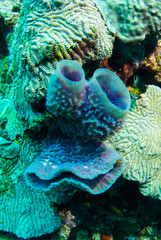 A wacky face made from vase sponge on a coral reef. This naturally occurring image was shot in Grand Cayman