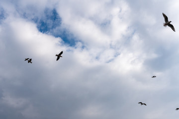 Vögel vor Wolken