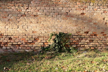 alte Ziegelmauer als Hintergrund