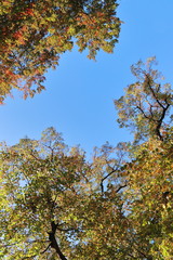 Baumkrone und Himmel im Herbst
