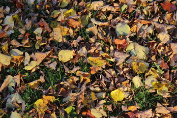 Herbstlaub im Gras