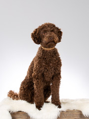 Australian labradoodle puppy portrait. Image taken in a studio with white background.