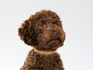 Australian labradoodle puppy portrait. Image taken in a studio with white background.