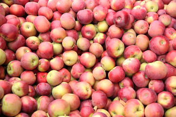  lots of red apples at the farmers market