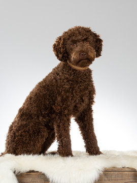 Australian labradoodle puppy portrait. Image taken in a studio with white background. 