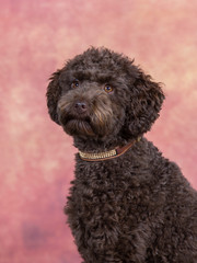 Australian labradoodle puppy portrait. Image taken in a studio with brown background.