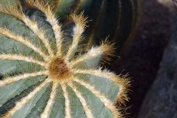 Fototapeta premium Cactus
