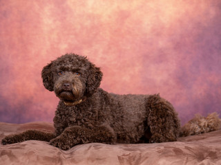 Australian labradoodle puppy portrait. Image taken in a studio with brown background.