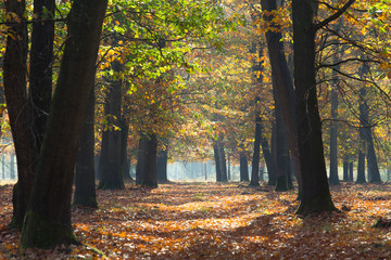Herfst in het bos, prachtige kleuren zijn te bewonderen - obrazy, fototapety, plakaty