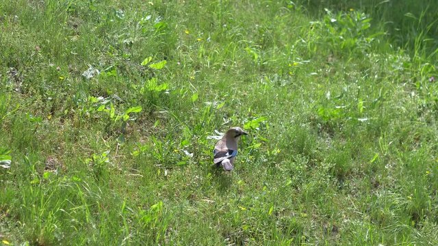 Bird searching food in the grass and flying away in 4k slow motion 60fps