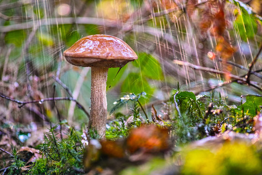 Boletus mushroom in the rain