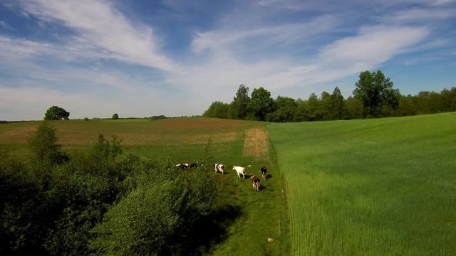 Krowy pasące się latem na łące II