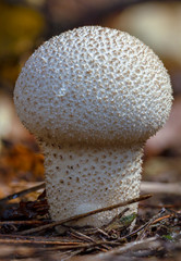 Common puffball mushroom - Lycoperdon perlatum - growing in green sphagnum moss close up