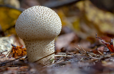 Common puffball mushroom - Lycoperdon perlatum - growing in green sphagnum moss close up