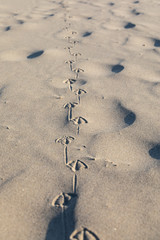 Seagull tracks in the sand