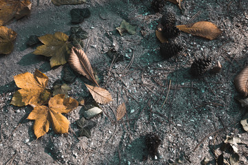 Maple and oak leaves on the ground during autumn. Abstract background