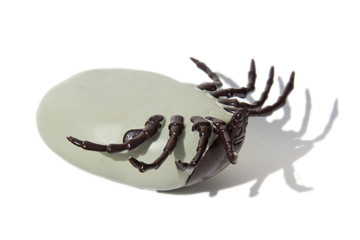 Dead Large Encephalitis tick on white isolated background.