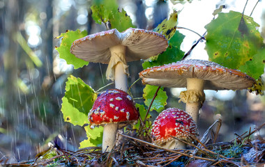 Amanita muscaria fly agaric red mushrooms with white spots in grass