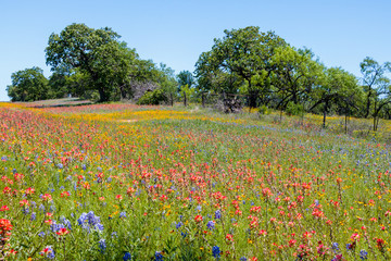 field of flowers