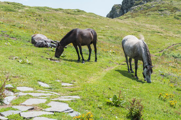Naklejka na ściany i meble Mountain horses to Eho hut. The horses serve to transport supplies from and to the hut.