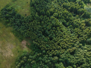 The border between the forest and the field in summer from the height of the quadrocopter