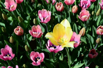 tulip, flower, spring, nature, white, yellow, green, narcissus, plant, daffodil, garden, blossom, flowers, tulips, bloom, beauty, floral, field, flora, beautiful, daffodils, color, petal, leaf, season