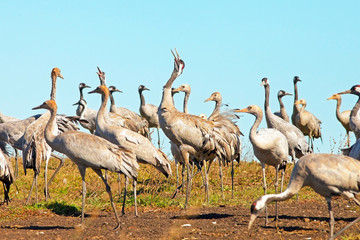 graceful beautiful cranes walk in the meadow, cranes in the wild