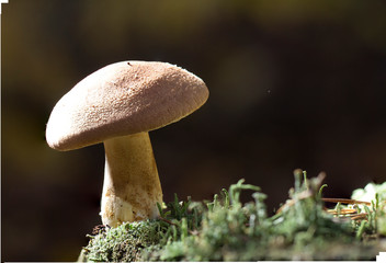 Large group of Tricholoma imbricatum, or Matt Knight mushrooms