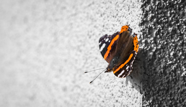 A little butterfly "Vulcan"