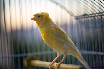 yellow canary in cage