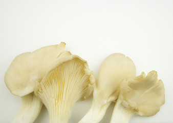 Tasty oyster mushrooms