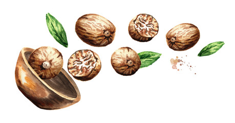 Bowl with nutmeg nuts. Hand drawn horizontal watercolor illustration isolated on white background - obrazy, fototapety, plakaty
