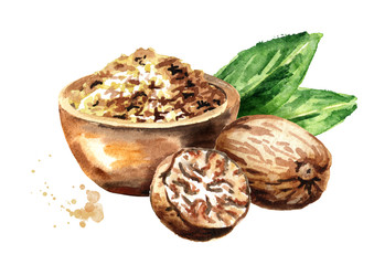 Nutmeg nut and nutmeg powder in the bowl. Watercolor hand drawn illustration,  isolated on white background