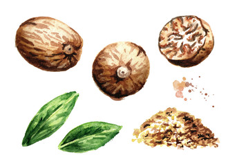 Nutmeg nut and powder design elements. Watercolor hand drawn illustration,  isolated on white background