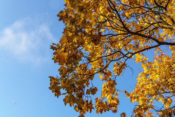 maple tree branches with vivid colored leaves against blue sky background,