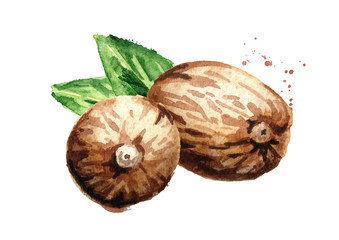 Nutmeg nut. Watercolor hand drawn illustration,  isolated on white background
