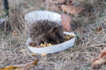 Igel im Herbst © Marina Gaubies