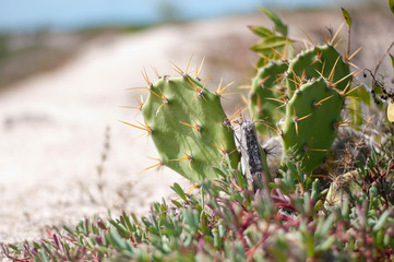 Green cactus with yellow thorns growing in full sun