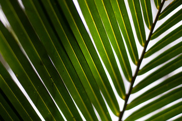 Palm leaf 