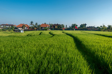Fototapeta na wymiar rice fields, Bali, Indonesia