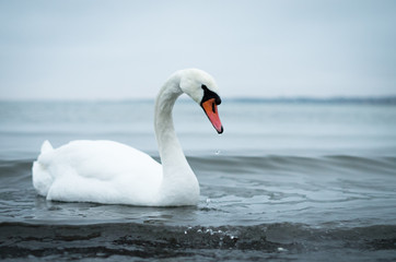 Fototapeta na wymiar Graceful swan having a swim.