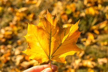 Ahornblatt