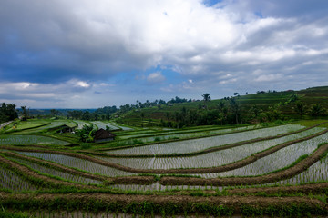 Fototapeta premium Jatiluwih Rice Terraces at sunset in Bali, Indonesia.