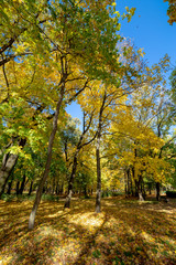 Naklejka premium Autumn trees and blue sky