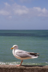 A gull by the sea on a sunny day in Etretat, Normandy (France)