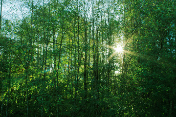 Fototapeta na wymiar Sunset in Vancouver as the sun peaks through trees in a city park