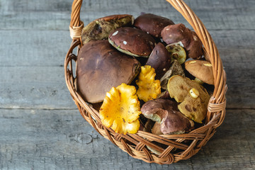 Basket full of different fresh forest mushrooms.