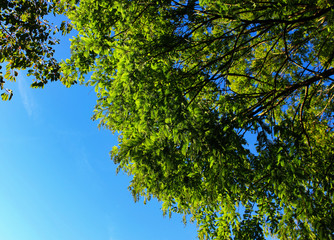 Tree on a city street